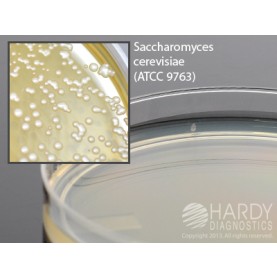 Hardy Diagnostic W85 Liquid Culture Media, DG-18 Agar Plate,  90 Day Shelf Life (Pack of 10)