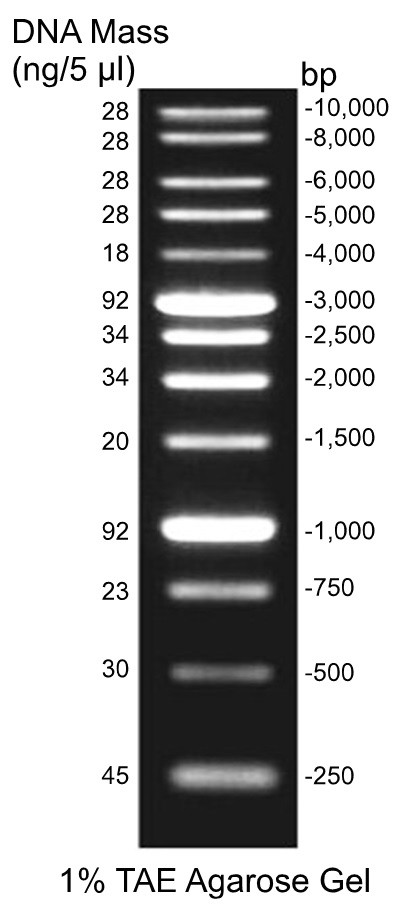 IBI Scientific Ready-To-Use 1 Kb DNA Ladder