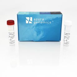 HighTherm Reverse Transcriptase 10,000u