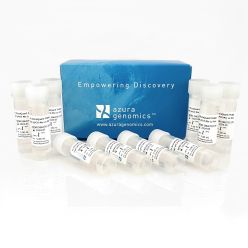 AzuraQuant Probe Fast qPCR Mix LoRox 5,000 reactions