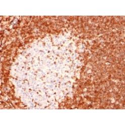 bcl-2(8C8), CF405S conjugate, 0.1mg/mL