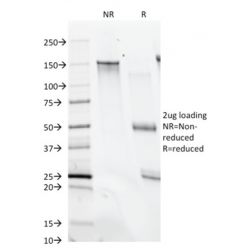 Biotium BNC040074-100, CD28(C28/74),  CF405S conjugate, 0.1mg/mL