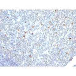 IgM Immunoglobulin(IM260), CF405S conjugate, 0.1mg/mL