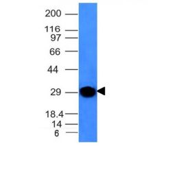 Human Kappa Light Chain(KLC264), CF405S conjugate, 0.1mg/mL