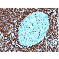 bcl-2(124), CF405S conjugate, 0.1mg/mL