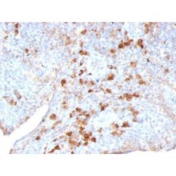 Human Lambda Light Chain(LAM03), CF405S conjugate, 0.1mg/mL