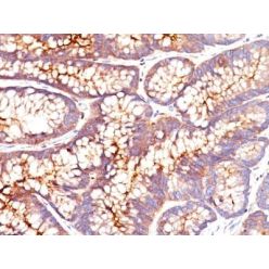 CD66 (CEA)(CEA31), CF405S conjugate, 0.1mg/mL