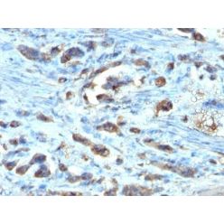 Cdc20(AR12), CF405S conjugate, 0.1mg/mL
