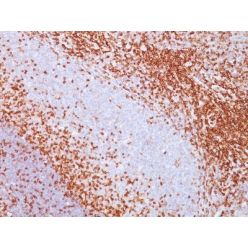 CD43(SPN/839), CF405S conjugate, 0.1mg/mL