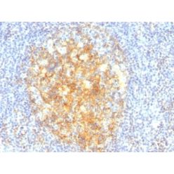 CD106 / VCAM1(VCAM1/843), CF405S conjugate, 0.1mg/mL