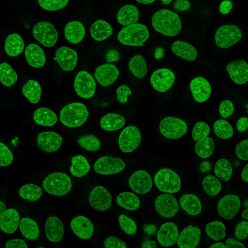 Histone H1(HH1/957), CF405S conjugate, 0.1mg/mL