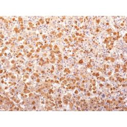 ACTH (Adrenocorticotrophic Hormone)(AH26 + 57), CF405S conjugate, 0.1mg/mL