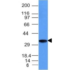 CD74(CLIP/1133), CF405S conjugate, 0.1mg/mL