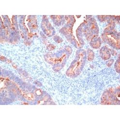 CD66, pan (CEA)(C66/195 + C66/261 + C66/1009 + C66/1030), CF405S conjugate, 0.1mg/mL