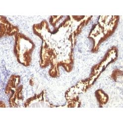 Cytokeratin 18(KRT18/1190), CF405S conjugate, 0.1mg/mL