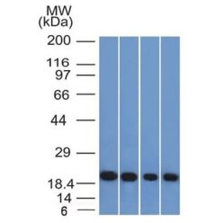 Ferritin, Light Chain (FTL) (Microglia Marker) (FTL/1386), CF405S conjugate, 0.1mg/mL