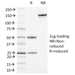 Biotium BNC041464-100, CD13 / Aminopeptidase-N (Myeloid Cell Marker)(APN/1464), CF405S conjugate, 0.1mg/mL