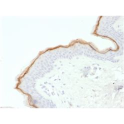 Filaggrin (Keratinocyte Differentiation Marker) (FLG/1563), CF405S conjugate, 0.1mg/mL
