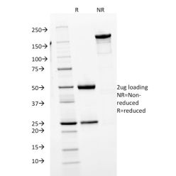 Human IgM (Immunoglobulin Mu Heavy Chain) (B-Cell Marker)(IGHM/1623), CF405S conjugate, 0.1mg/mL