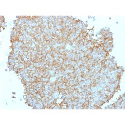 CD99 / MIC2 (Ewing's Sarcoma Marker), CF405S conjugate, 0.1mg/mL