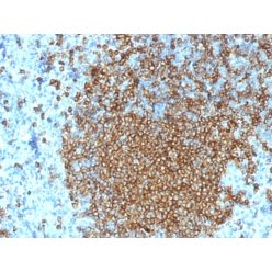 CD45RA (Leukocyte Marker)(K4B5), CF405S conjugate, 0.1mg/mL
