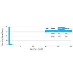 Biotium BNC041796-100, CD22 / BL-CAM (B-Cell Marker) (BLCAM/1796), CF405S conjugate, 0.1mg/mL