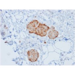 Chromogranin A / CHGA (Neuroendocrine Marker)(rCHGA/777), CF405S conjugate, 0.1mg/mL