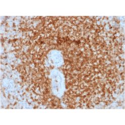 Biotium BNC041879-100, Bcl-2 (Apoptosis & Follicular Lymphoma Marker) (rBCL2/796), CF405S conjugate, 0.1mg/mL