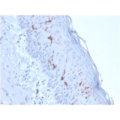 Biotium BNC041888-100, CD1a / HTA1 (Mature Langerhans Cells Marker) (rC1A/711), CF405S conjugate, 0.1mg/mL