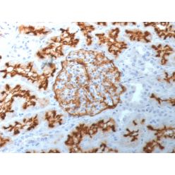 Biotium BNC041892-100, CD10 (Membrane Metalloendopeptidase) (MME/1892), CF405S conjugate, 0.1mg/mL