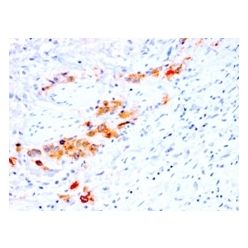 CD44v4 (Marker of Tumor Metastasis) (rCD44v4/1219), CF405S conjugate, 0.1mg/mL