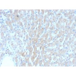 HSP60 (Heat Shock Protein 60) (Mitochondrial Marker) (rGROEL/780), CF405S conjugate, 0.1mg/mL