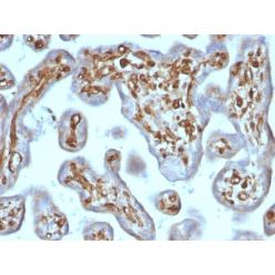 Moesin (rMSN/492), CF405S conjugate, 0.1mg/mL