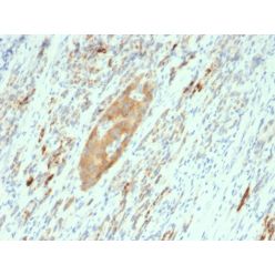 GAD2 / GAD65 (GABAergic Neuronal Marker)(GAD2/2362), CF405S conjugate, 0.1mg/mL