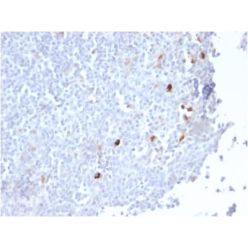 Human IgM (Immunoglobulin Mu Heavy Chain) (B-Cell Marker) (IGHM/2559R), CF405S conjugate, 0.1mg/mL