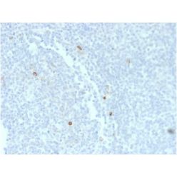 Human IgM (Immunoglobulin Mu Heavy Chain) (B-Cell Marker) (rIM373), CF405S conjugate, 0.1mg/mL