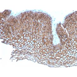 Desmoglein-3 (Squamous Cell Marker)(DSG3/2837), CF405S conjugate, 0.1mg/mL