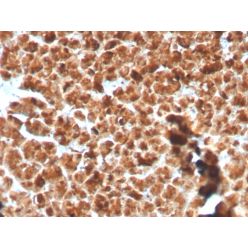 GP2 (Glycoprotein 2) / ZAP75(GP2/3134R), CF405S conjugate, 0.1mg/mL