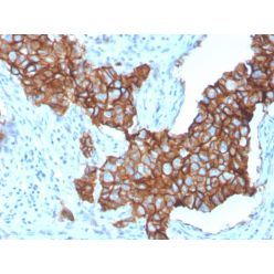 HER-2 / c-erbB-2 / neu / CD340(ERBB2/3257), CF405S conjugate, 0.1mg/mL