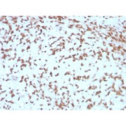 Biotium BNC043275-100, Cathepsin D (Tumor Marker)(CTSD/3275), CF405S conjugate, 0.1mg/mL