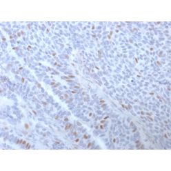 Estrogen Receptor, alpha (Marker of Estrogen Dependence)(ESR1/3373), CF405S conjugate, 0.1mg/mL