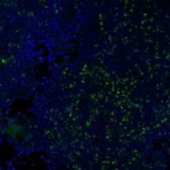 CD3e(RIV9), CF405M conjugate, 0.1mg/mL