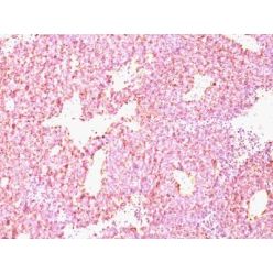 Chromogranin A(CHGA/798), CF405M conjugate, 0.1mg/mL