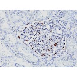 WT1 (Wilm's Tumor 1)(WT1/857 + 6F-H2), CF405M conjugate, 0.1mg/mL