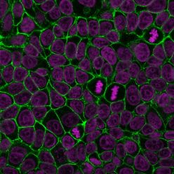 E-Cadherin / CD324 (Intercellular Junction Marker) (4A2), CF405M conjugate, 0.1mg/mL