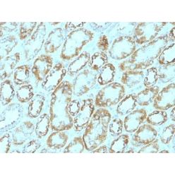 Laminin(A5), CF405L conjugate, 0.1mg/mL