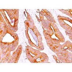 Cytokeratin, pan(AE-1 / AE-3), CF405L conjugate, 0.1mg/mL