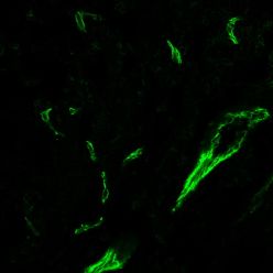 CD31 / PECAM-1(C31.3 + C31.7 + C31.10), CF405L conjugate, 0.1mg/mL
