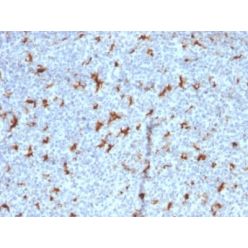CD68 (Macrophage Marker) (C68/2501), CF514 conjugate, 0.1mg/mL