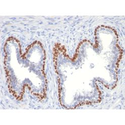 p63 (Squamous, Basal & Myoepithelial Cell Marker)(TP63/11),  CF640R conjugate, 0.1mg/mL